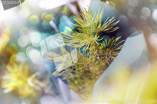 Image of Fir needles