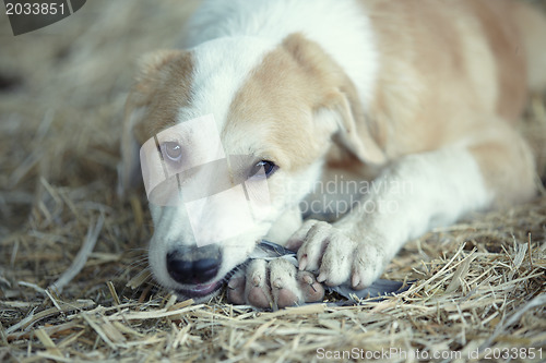 Image of Young dog eating