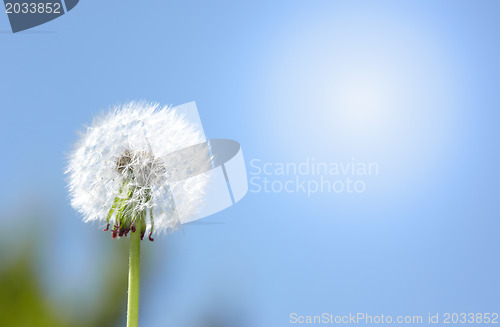 Image of Dandelion