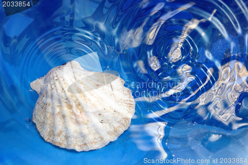 Image of Shell in the water