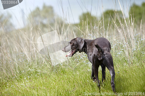 Image of Kurzhaar in the hunting field