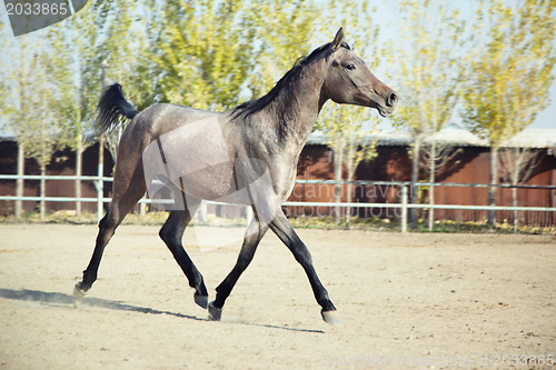 Image of Young horse