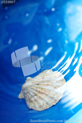 Image of Shell in the water