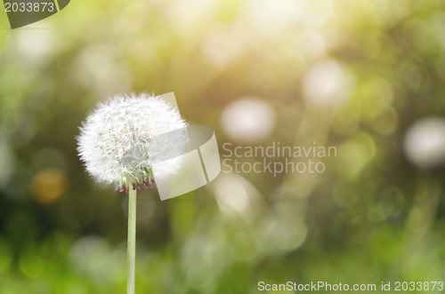 Image of Dandelion