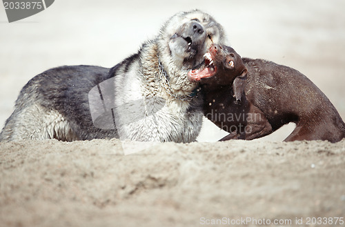 Image of Dog fight