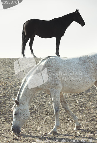 Image of Two horses