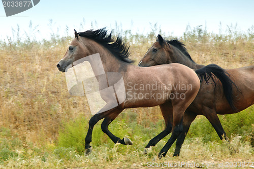 Image of Running horses