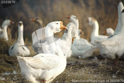 Image of Ducks