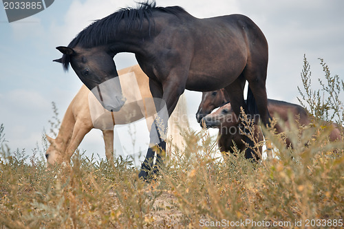 Image of Horses