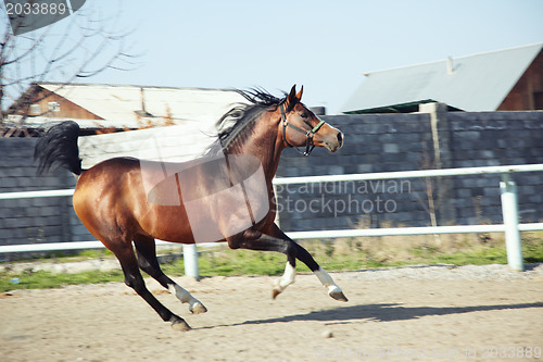Image of Horse running