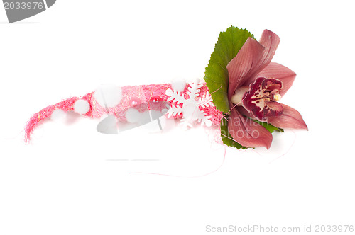 Image of Beautiful orchid in studio