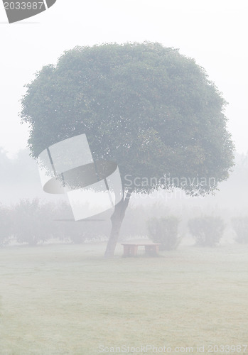 Image of Tree in the fog