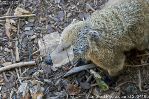 Image of South American Coati
