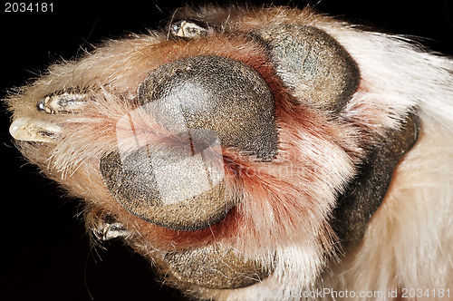 Image of dog paw