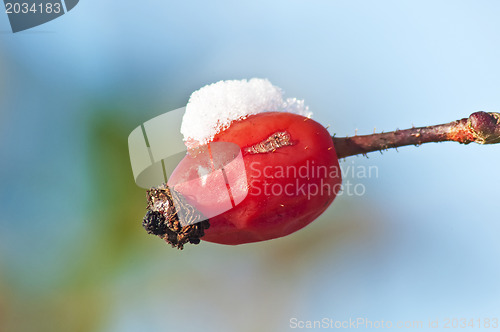 Image of rose hip with snow hat
