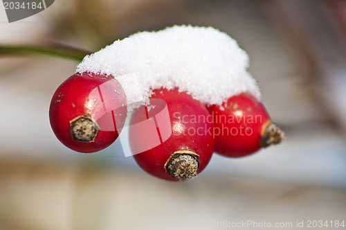 Image of rose hip with snow hat