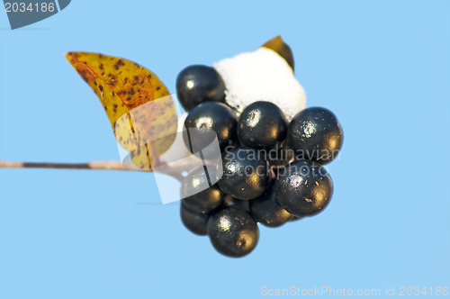 Image of privet berries with snow hat