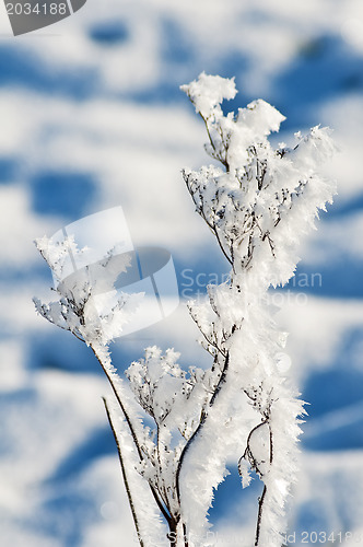 Image of  plant with ice crystals