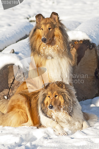 Image of Collie dogs in snow