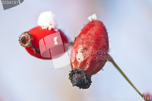 Image of rose hip with snow hat