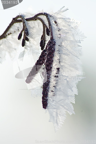 Image of  branch with ice crystals