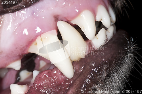 Image of dog teeth