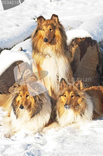Image of Collie dogs in snow