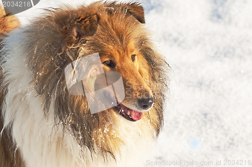Image of Collie dog in snow