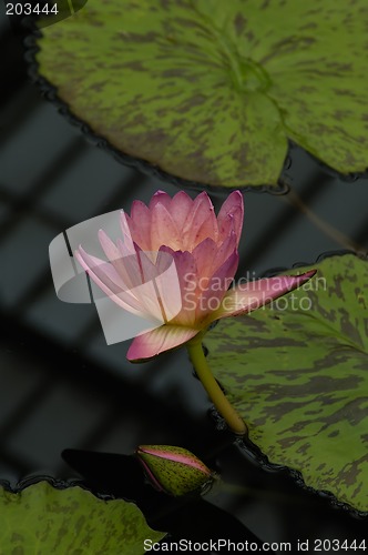 Image of Pink Water Lily