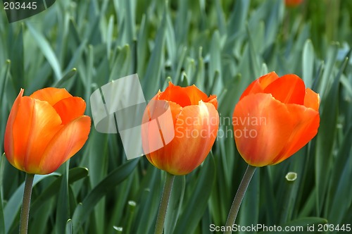 Image of Three Tulips