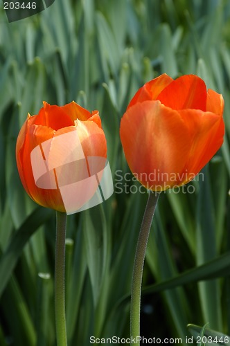 Image of Two Tulips