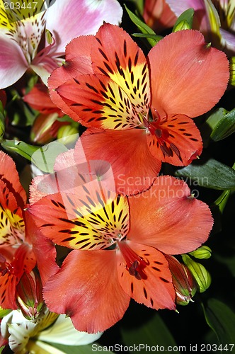 Image of Two Red Orchids