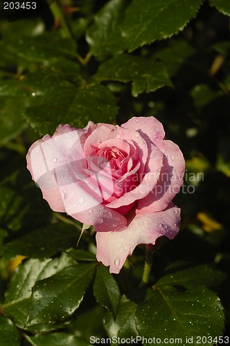 Image of Pink Rose