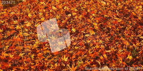 Image of Autumn carpet