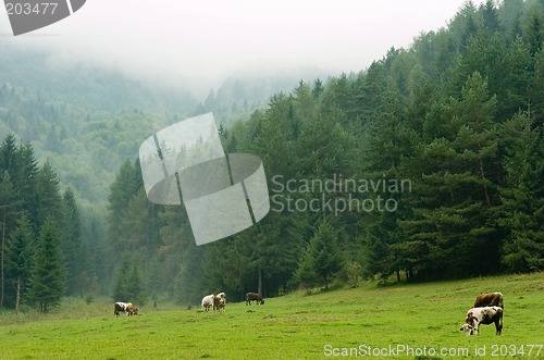 Image of Cows pasturing on a misty meadow