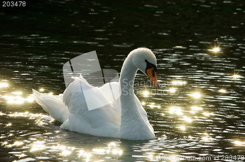 Image of Romantic Swan