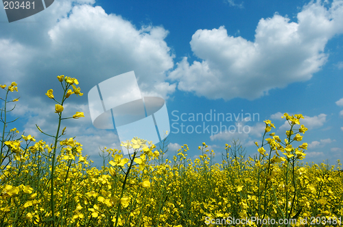 Image of Colza field in bloom