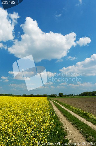 Image of Dirt road among fields