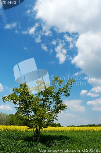 Image of Lone tree in a field