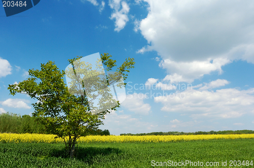 Image of Lone tree in a field