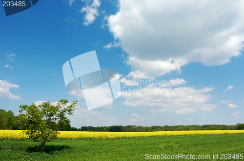 Image of Lone tree in a field