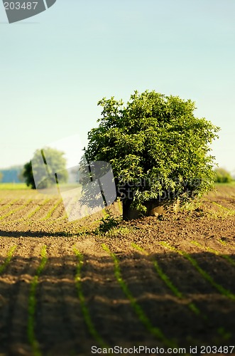 Image of Lone tree in a field