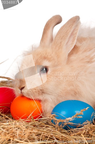 Image of Rabbit with Easter eggs