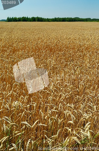 Image of Field of ripe wheat