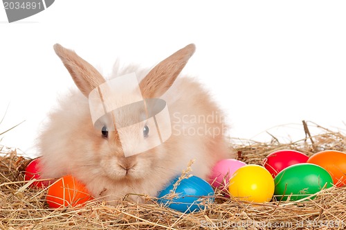 Image of Rabbit with Easter eggs