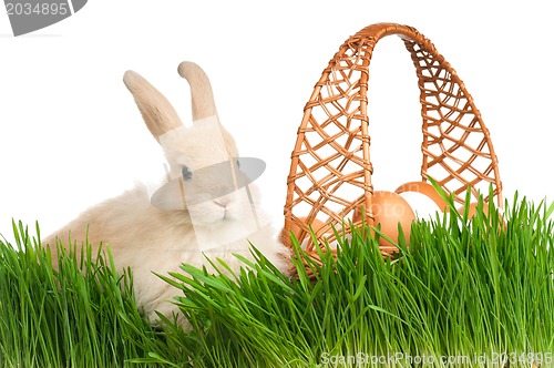 Image of Rabbit in grass
