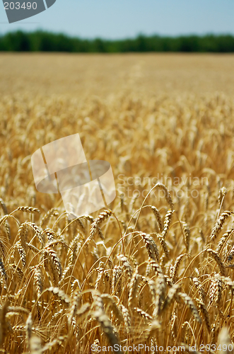 Image of Field of ripe wheat