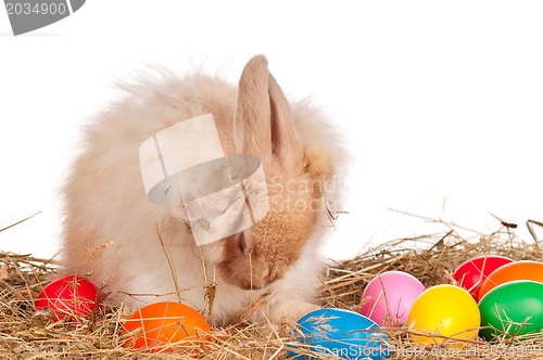 Image of Rabbit with Easter eggs