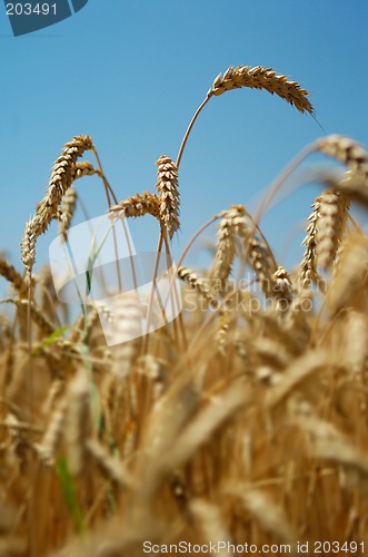 Image of Wheat spikes