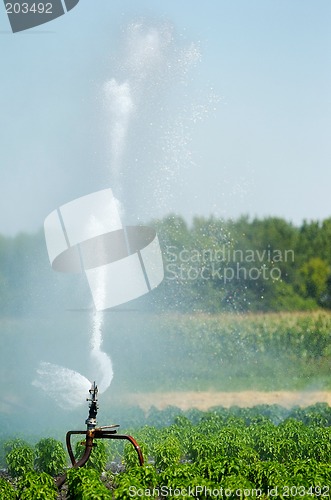 Image of Irrigation spout in a field